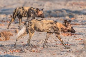 Wild-Dogs-Xakanaxa-Road-Moremi-Game-Reserve-Botswana-15-300x200 Wild Dogs