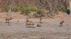 Wild-Dogs-Xakanaxa-Road-Moremi-Game-Reserve-Botswana-7-300x166 Wild Dogs