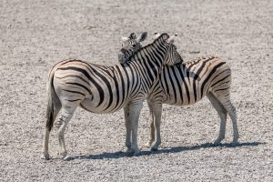 Zebra-Springbokfontain-Waterhole-Etosha-National-Park-Oshikoto-Namibia-10-300x200 Zebra
